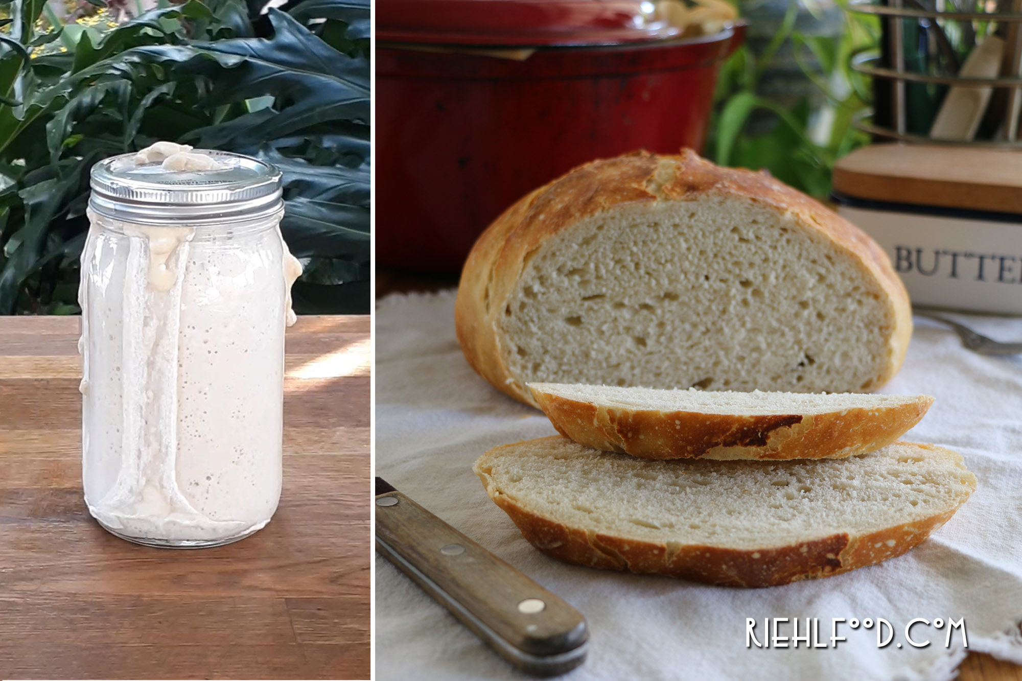 Sourdough Starter